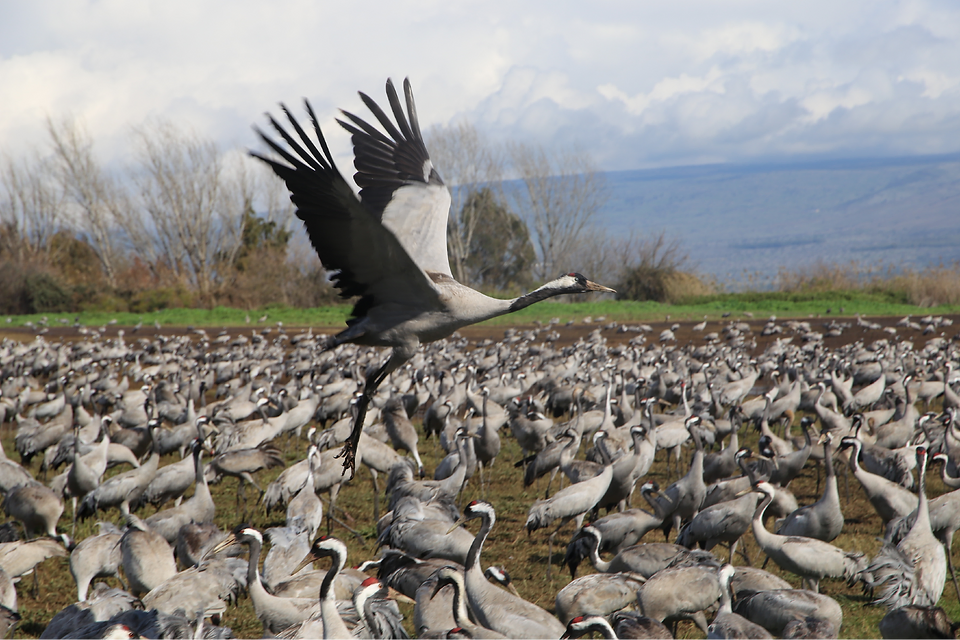 Crane taking flight in wetlands